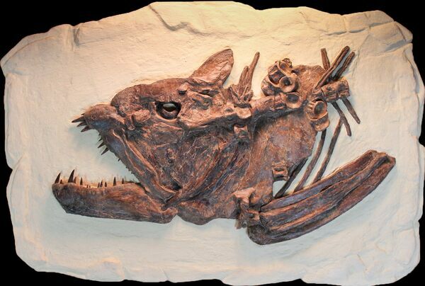 A 25" long, fossil skull of Xiphactinus.